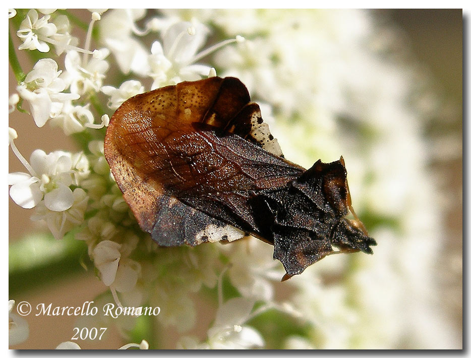 Strano Reduviidae fotografato sui Nebrodi: Phymata crassipes